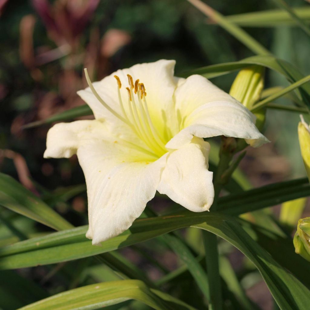 Hemerocallis Joan Senior - Emerocallide