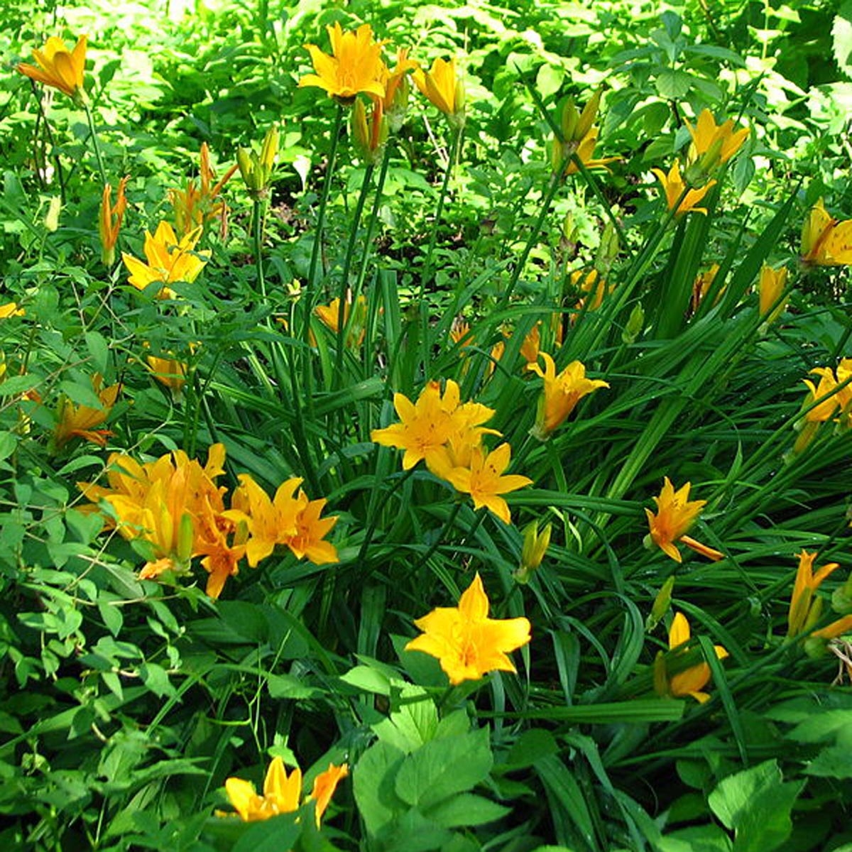 Hemerocallis middendorffii - Emerocallide