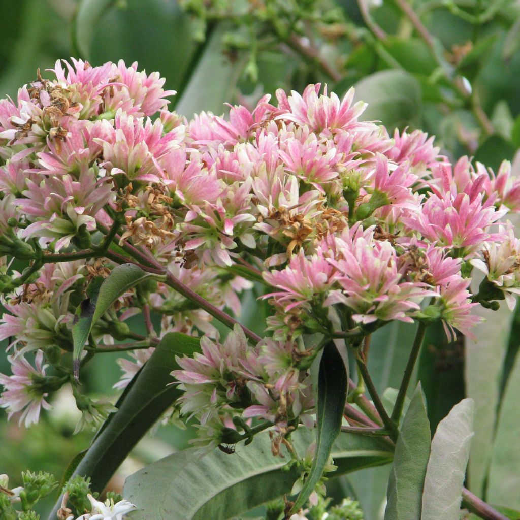 Heptacodium miconioides