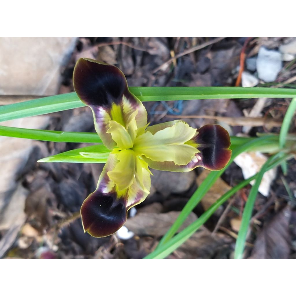 Iris tuberosus - Bellavedova