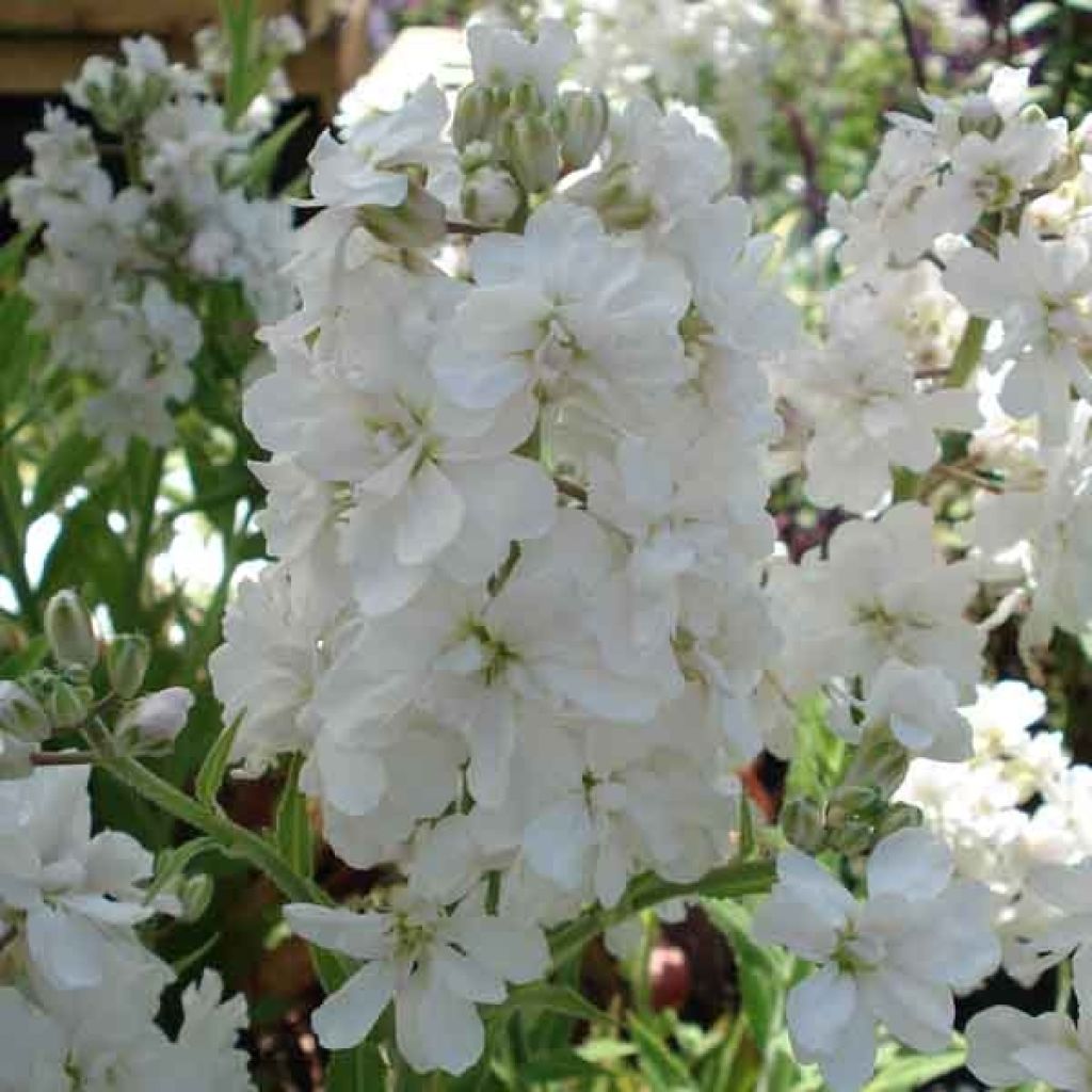 Hesperis matronalis Flore Pleno