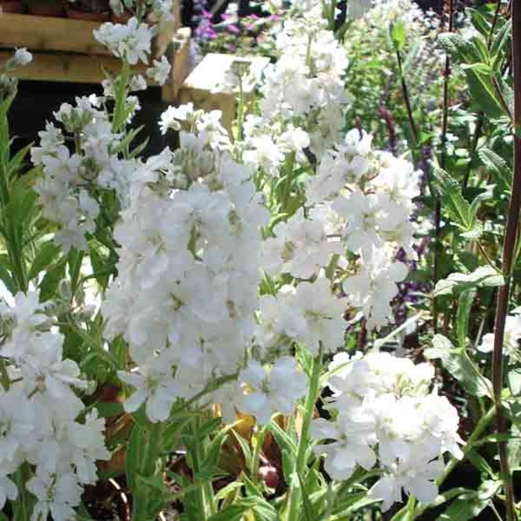 Hesperis matronalis Flore Pleno