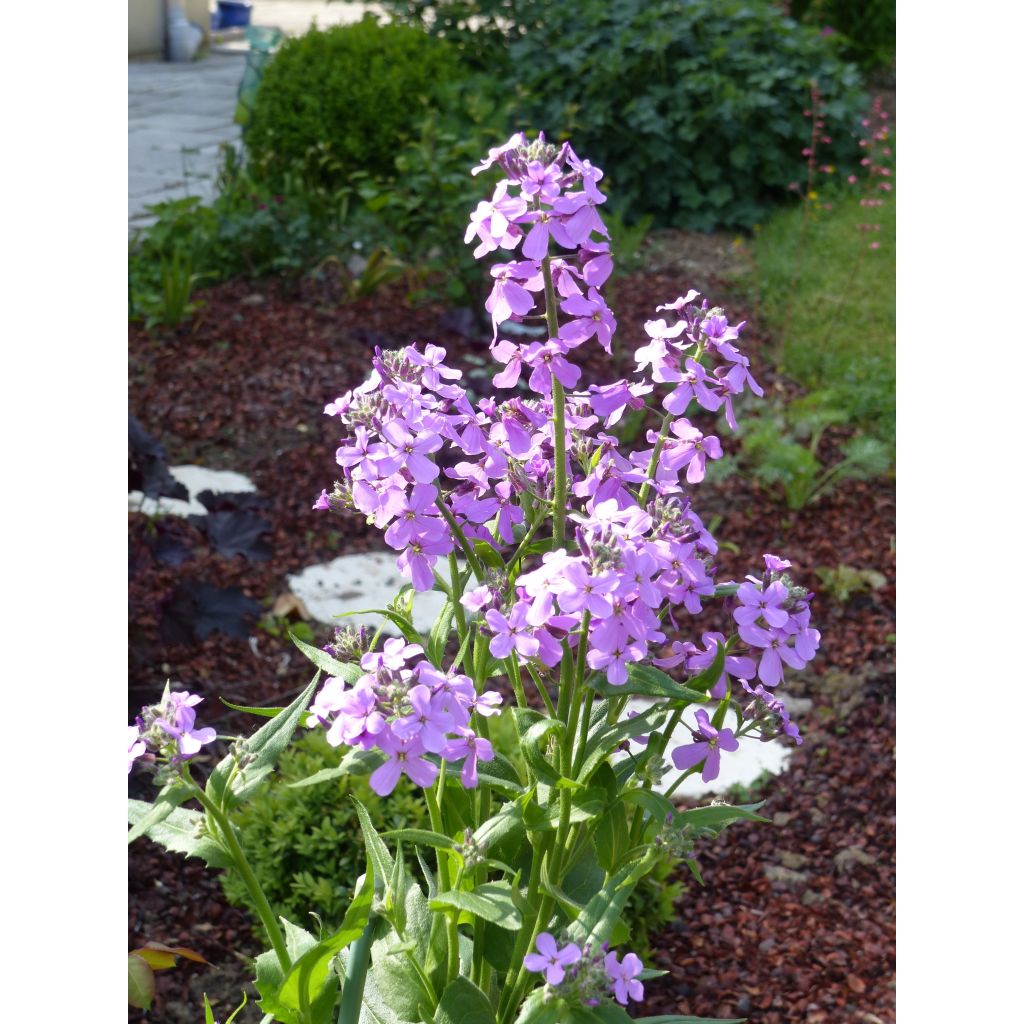 Hesperis matronalis - Violaciocca antoniana