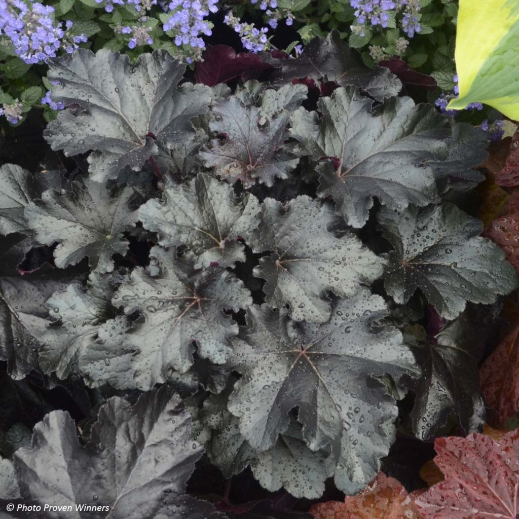 Heuchera Black Pearl