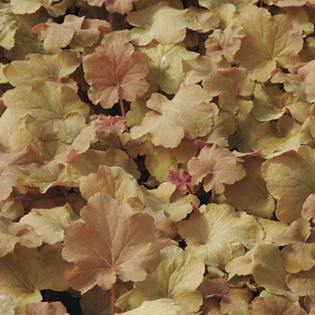 Heuchère - Heuchera Caramel