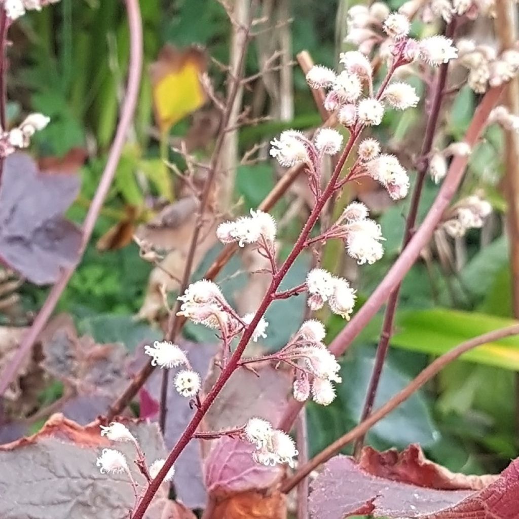 Heuchera Dark Magic