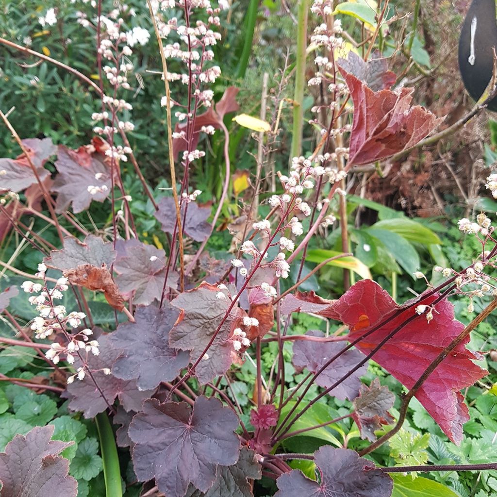 Heuchera Dark Magic