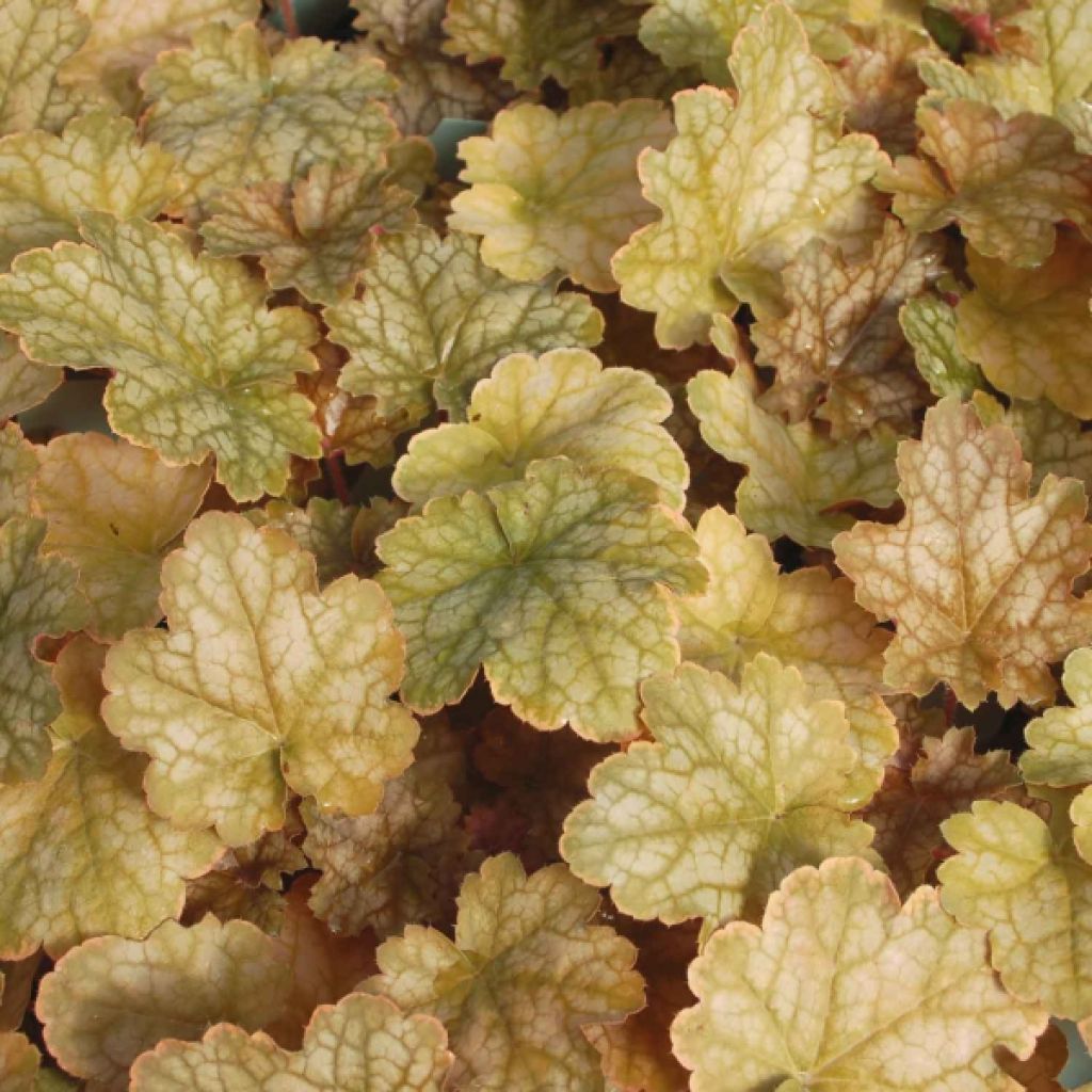 Heuchère - Heuchera Ginger Ale