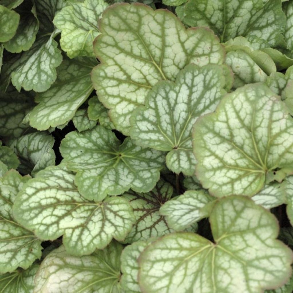 Heuchère - Heuchera Green Spice