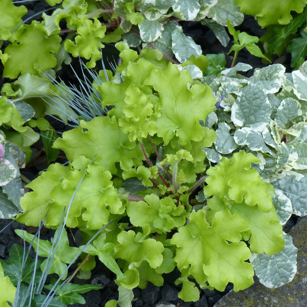 Heuchera Lime Marmalade