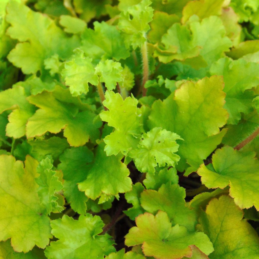 Heuchera Lime Marmalade