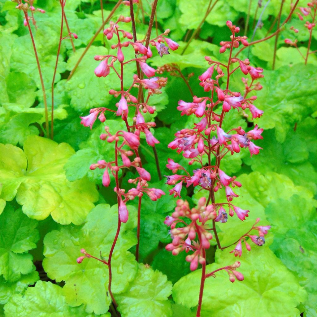 Heuchera Little Cuties Sweet Tart