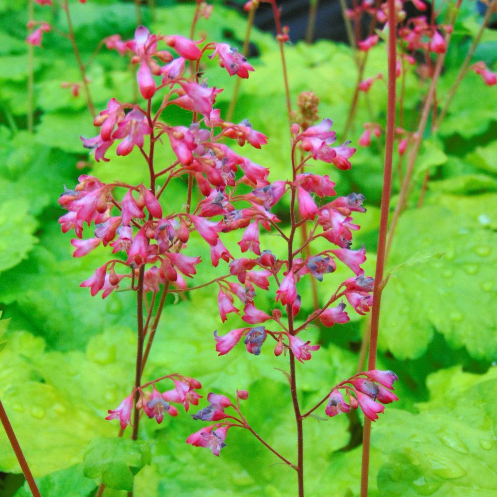 Heuchera Little Cuties Sweet Tart