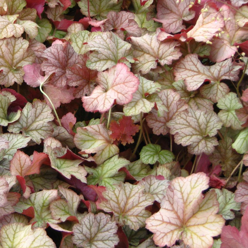 Heuchera Pinot Gris