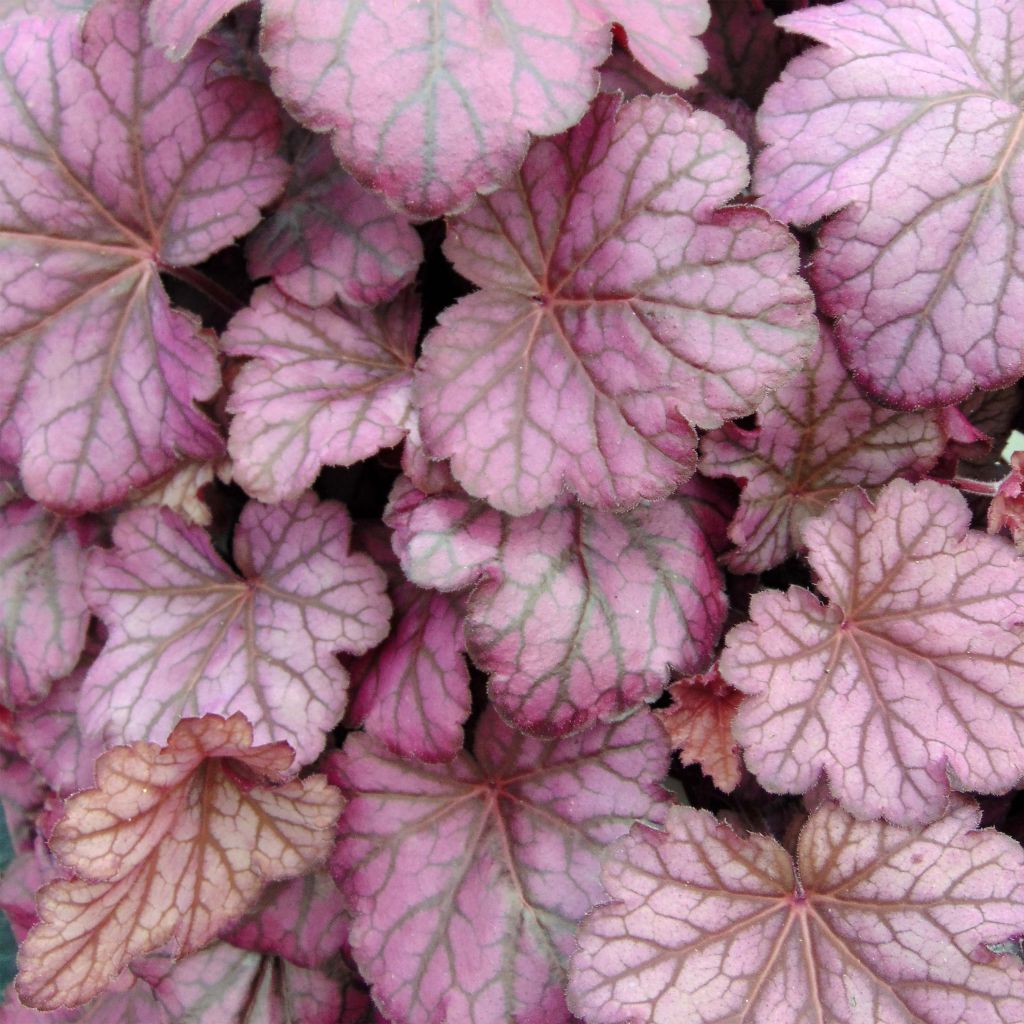 Heuchera Wild Rose