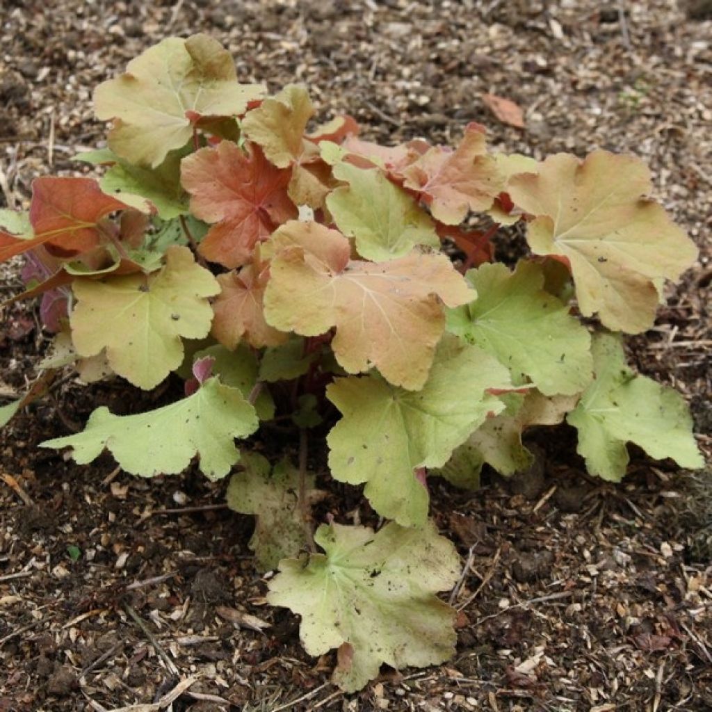 Heuchera Caramel