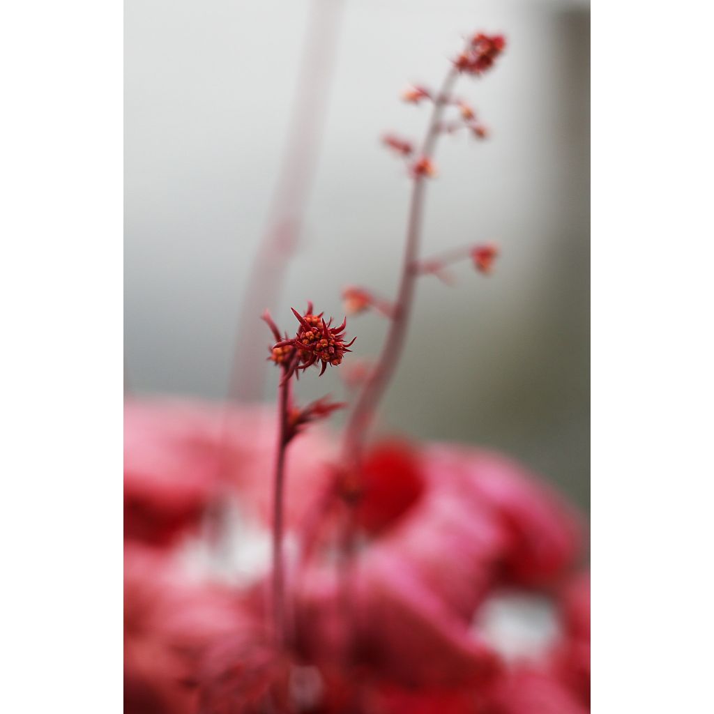 Heuchera Georgia Peach