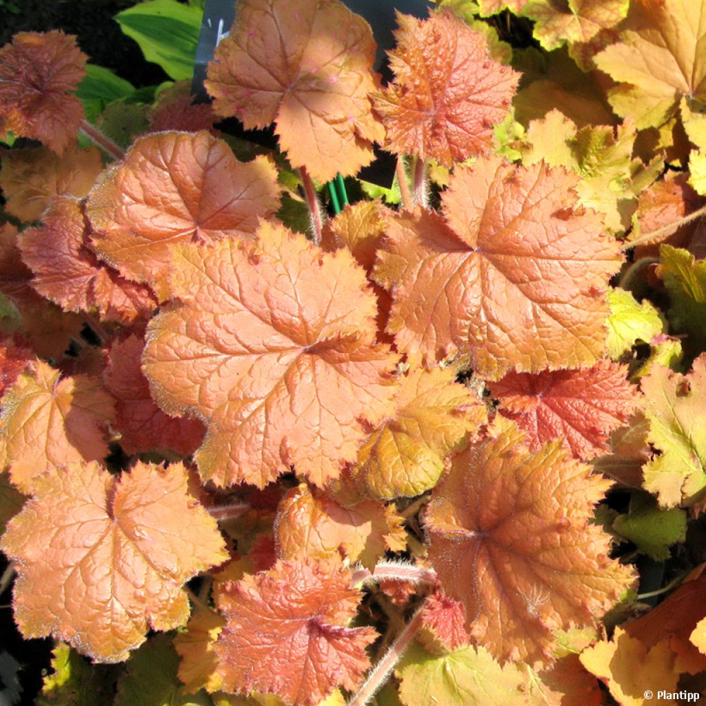 Heuchera Kassandra