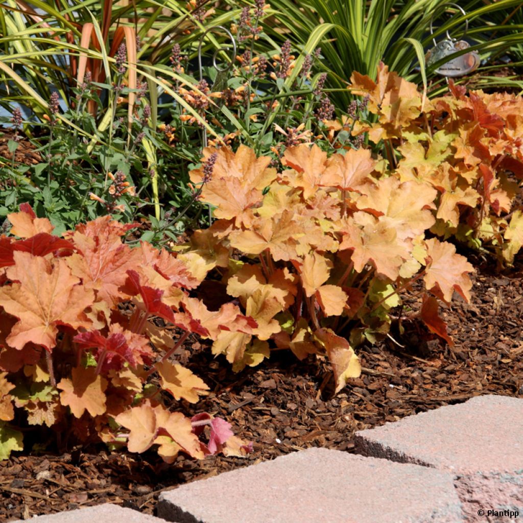 Heuchera Kassandra