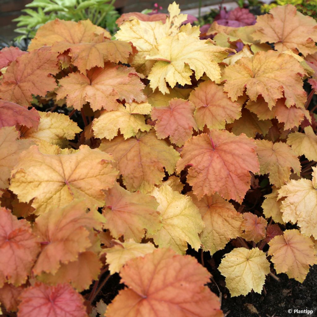 Heuchera Kassandra