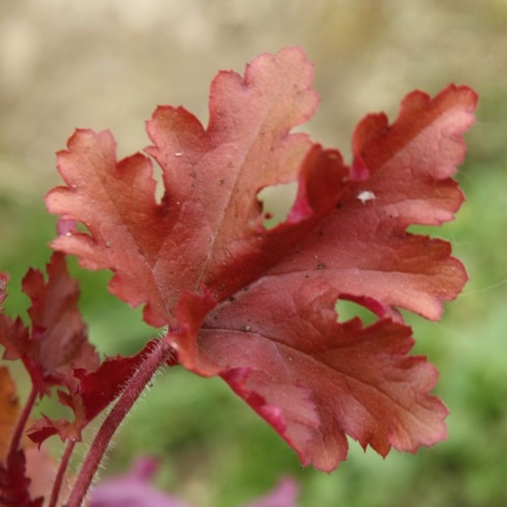 Heuchera Marmelade