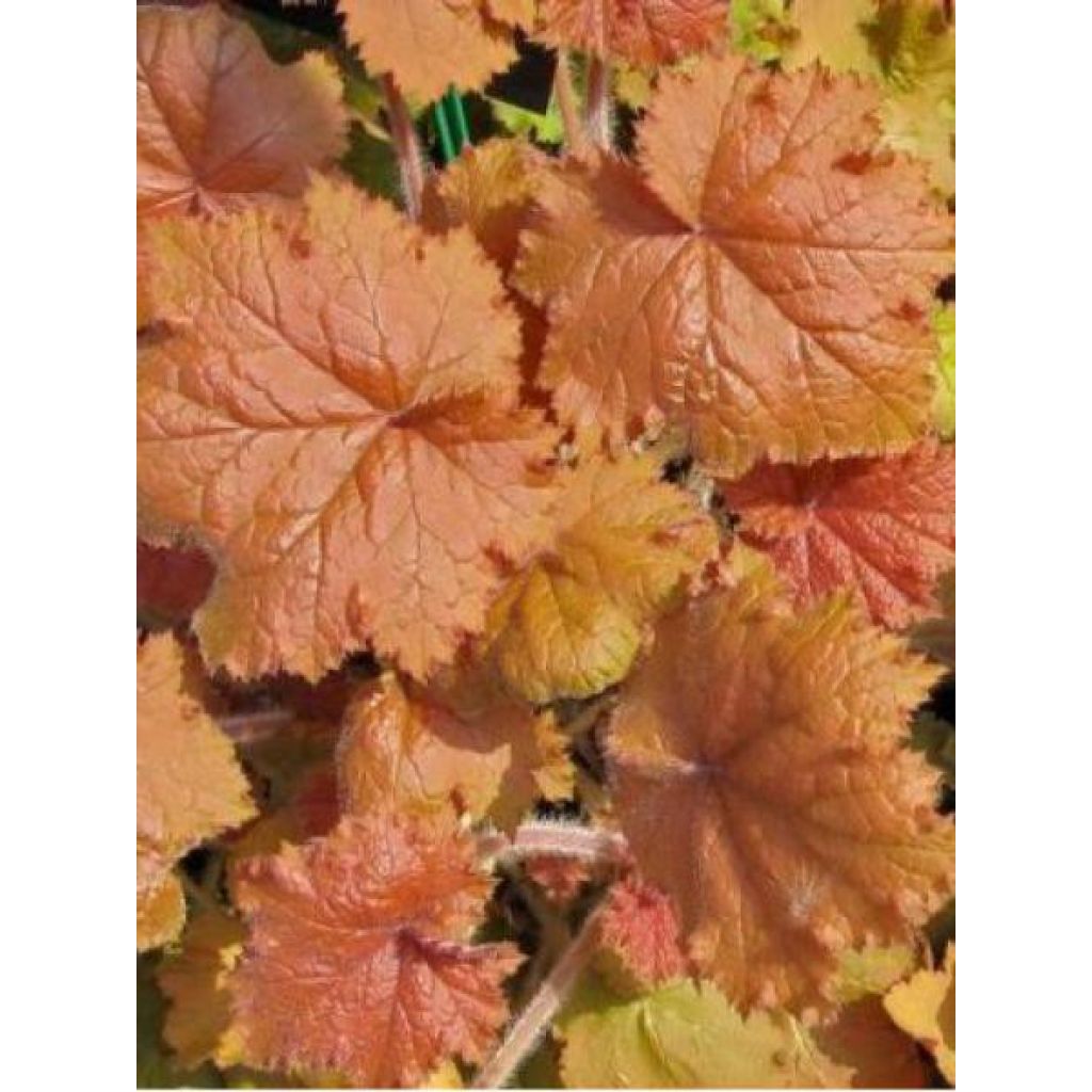 Heuchera Kassandra