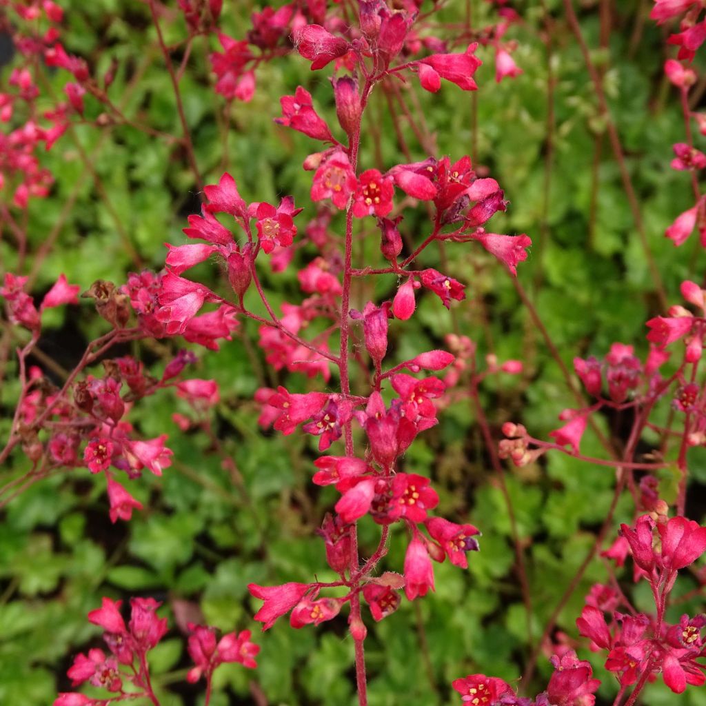 Heuchera Pluie de Feu