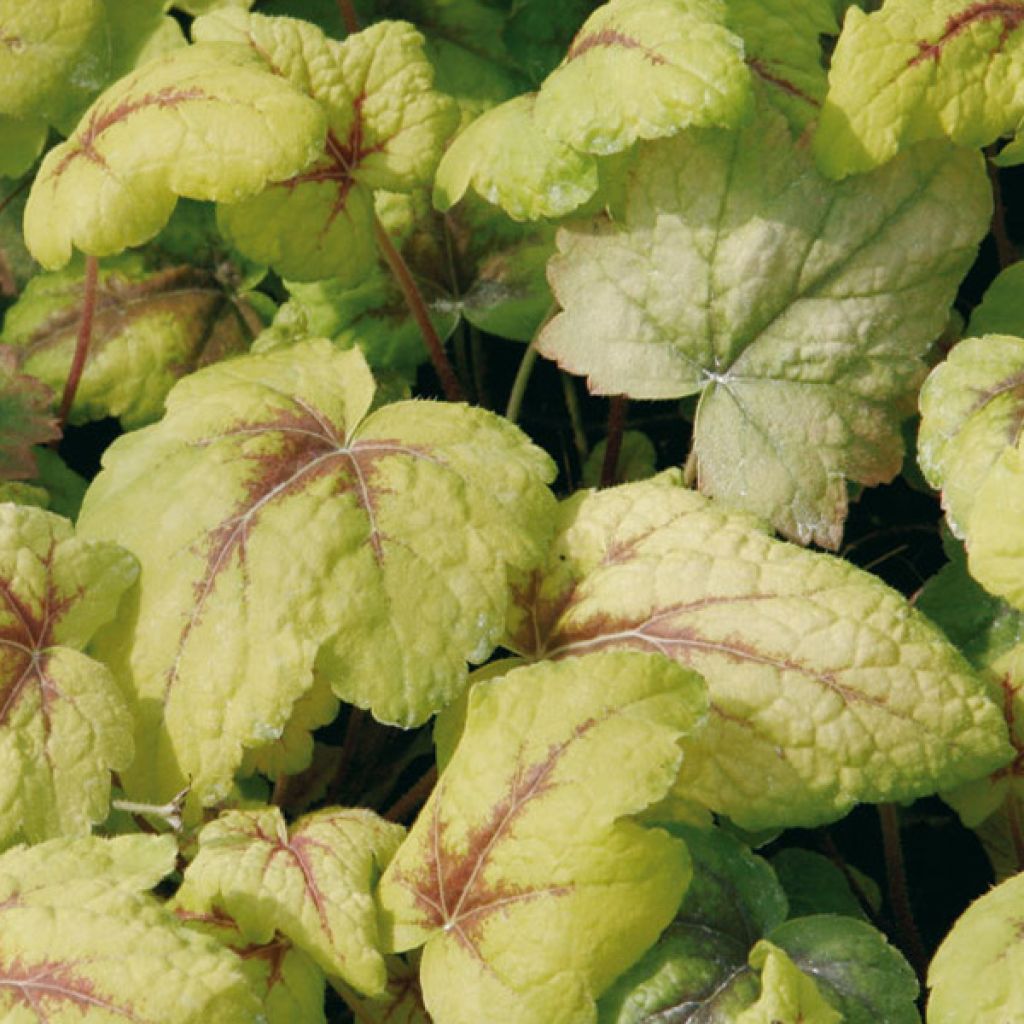 Heucherella Stoplight