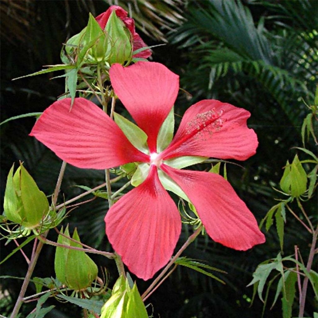 Hibiscus coccineus - Ibisco scarlatto