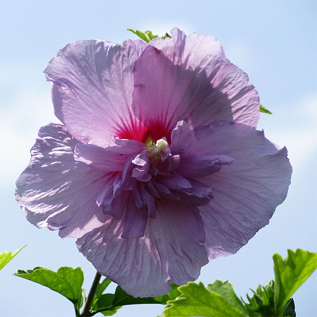 Hibiscus syriacus Lavender Chiffon - Ibisco