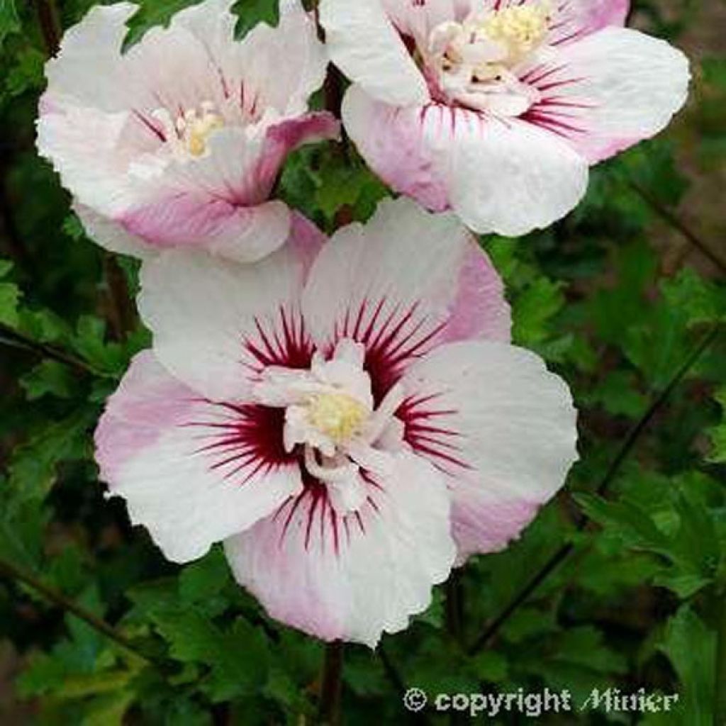 Hibiscus syriacus Pinky Spot - Ibisco