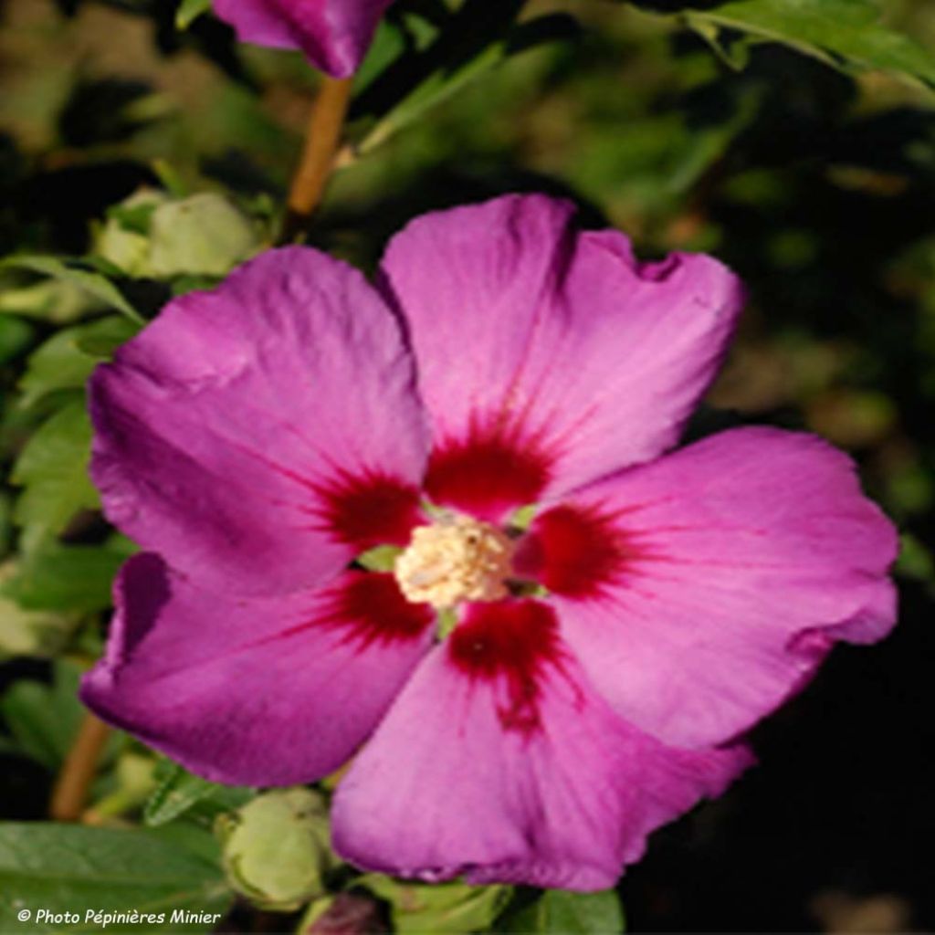 Hibiscus syriacus Russian Violet (II) - Ibisco