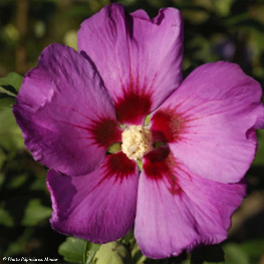 Hibiscus syriacus Russian Violet (II) - Ibisco