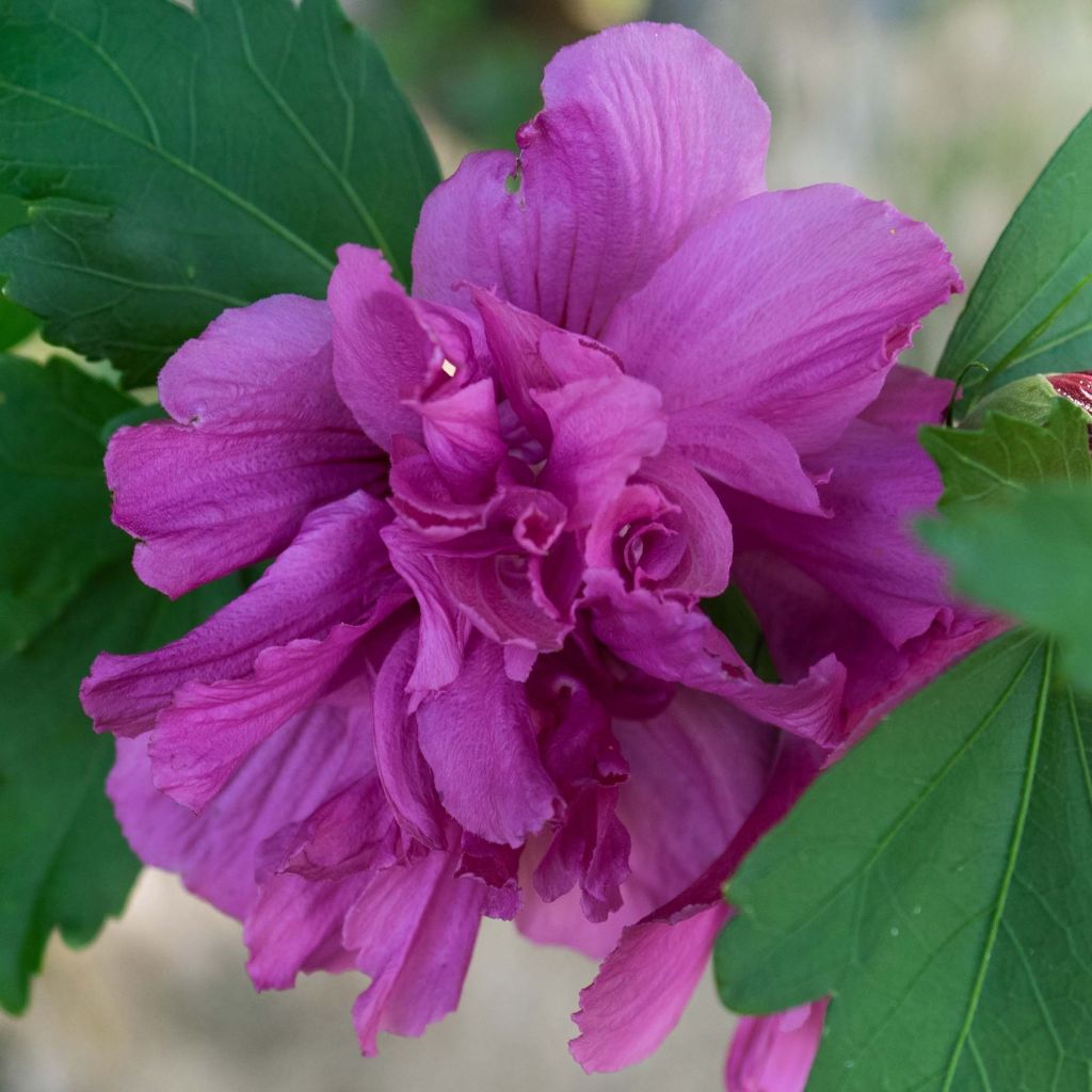 Hibiscus syriacus Freedom - Ibisco