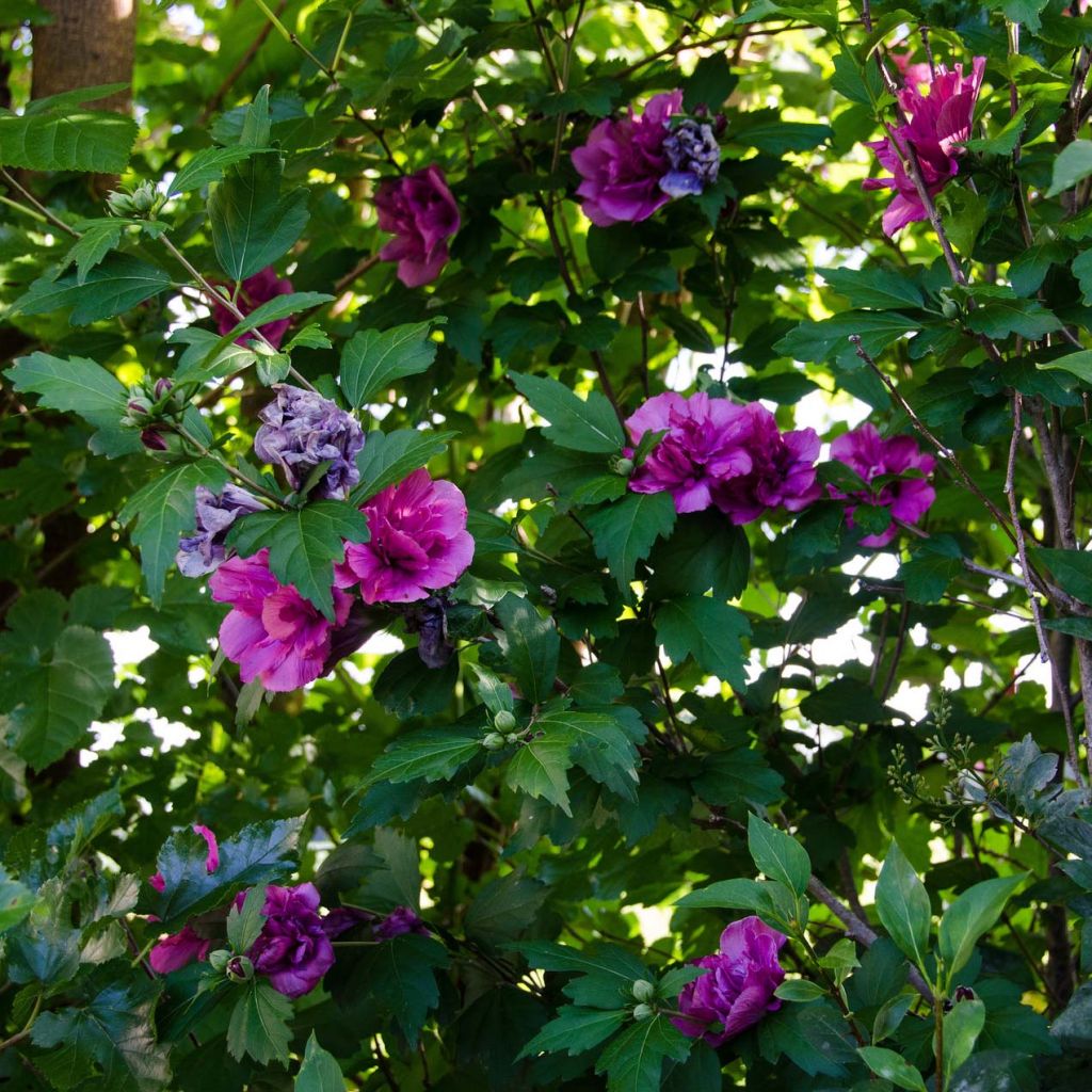 Hibiscus syriacus Freedom - Ibisco