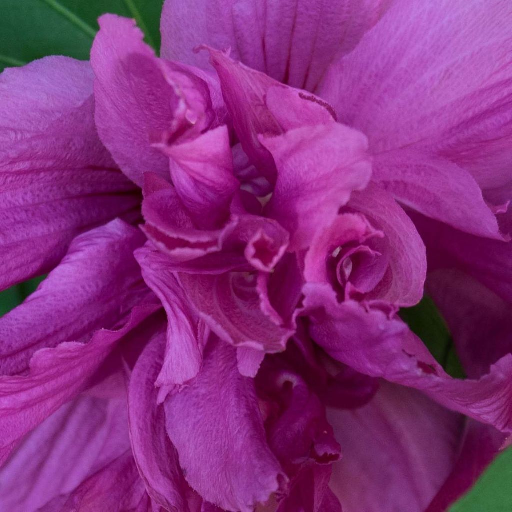 Hibiscus syriacus Freedom - Ibisco