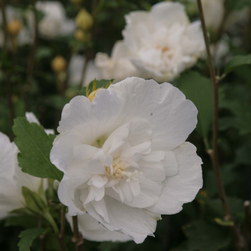 Hibiscus syriacus White Chiffon - Ibisco