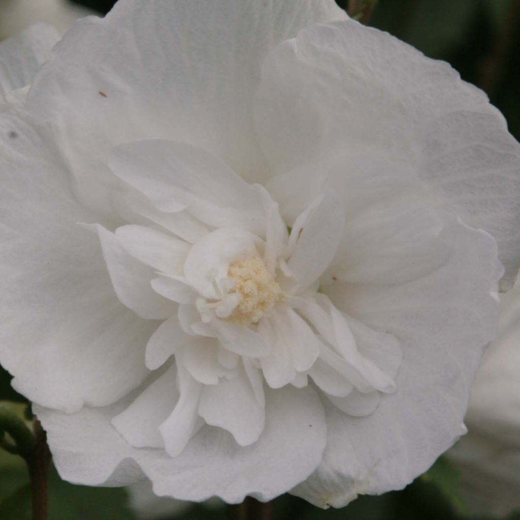 Hibiscus syriacus White Chiffon - Ibisco