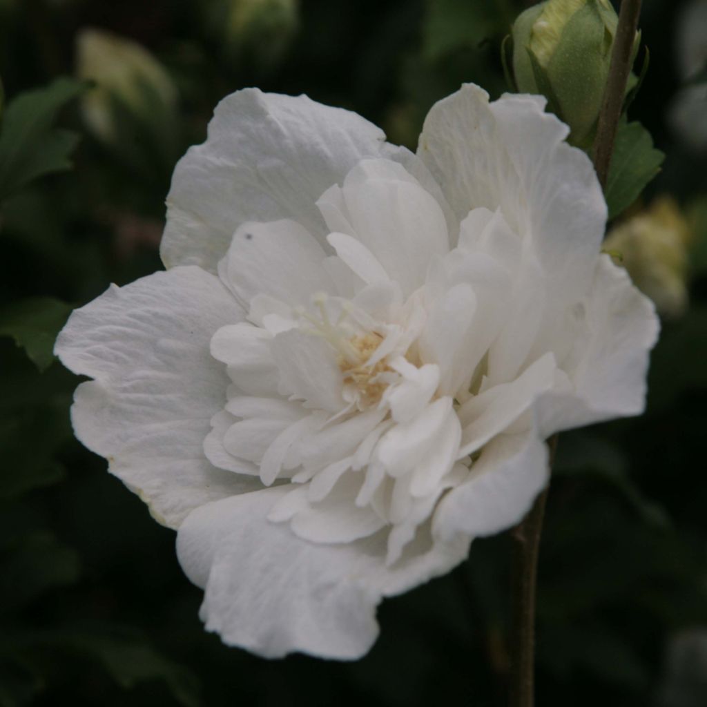 Hibiscus syriacus White Chiffon - Ibisco