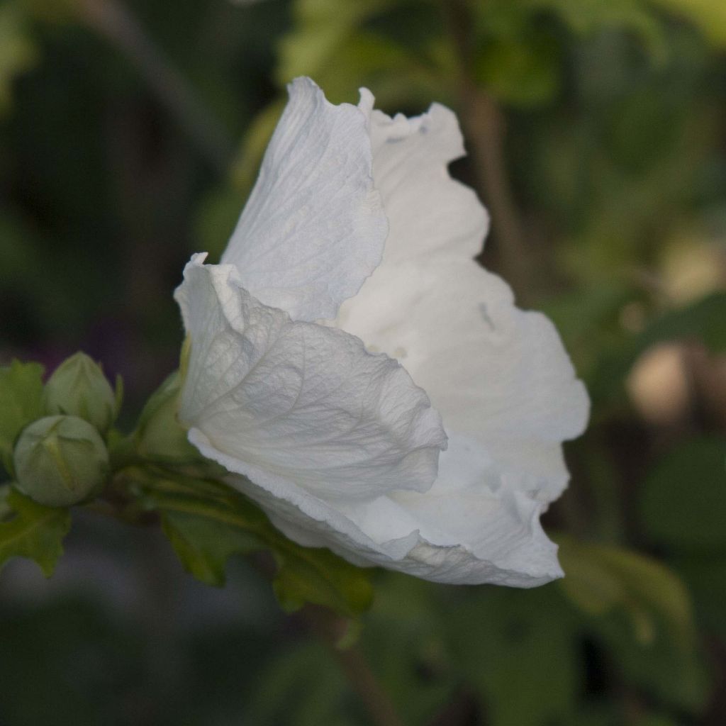 Hibiscus syriacus White Chiffon - Ibisco