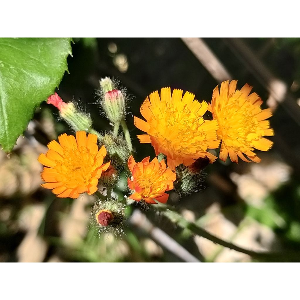 Hieracium aurantiacum - Pelosella aranciata