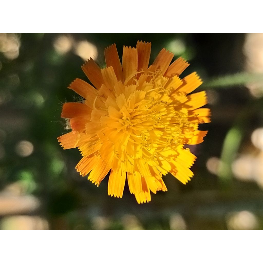 Hieracium aurantiacum - Pelosella aranciata