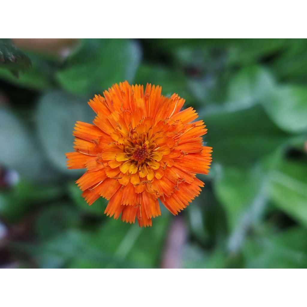 Hieracium aurantiacum - Pelosella aranciata