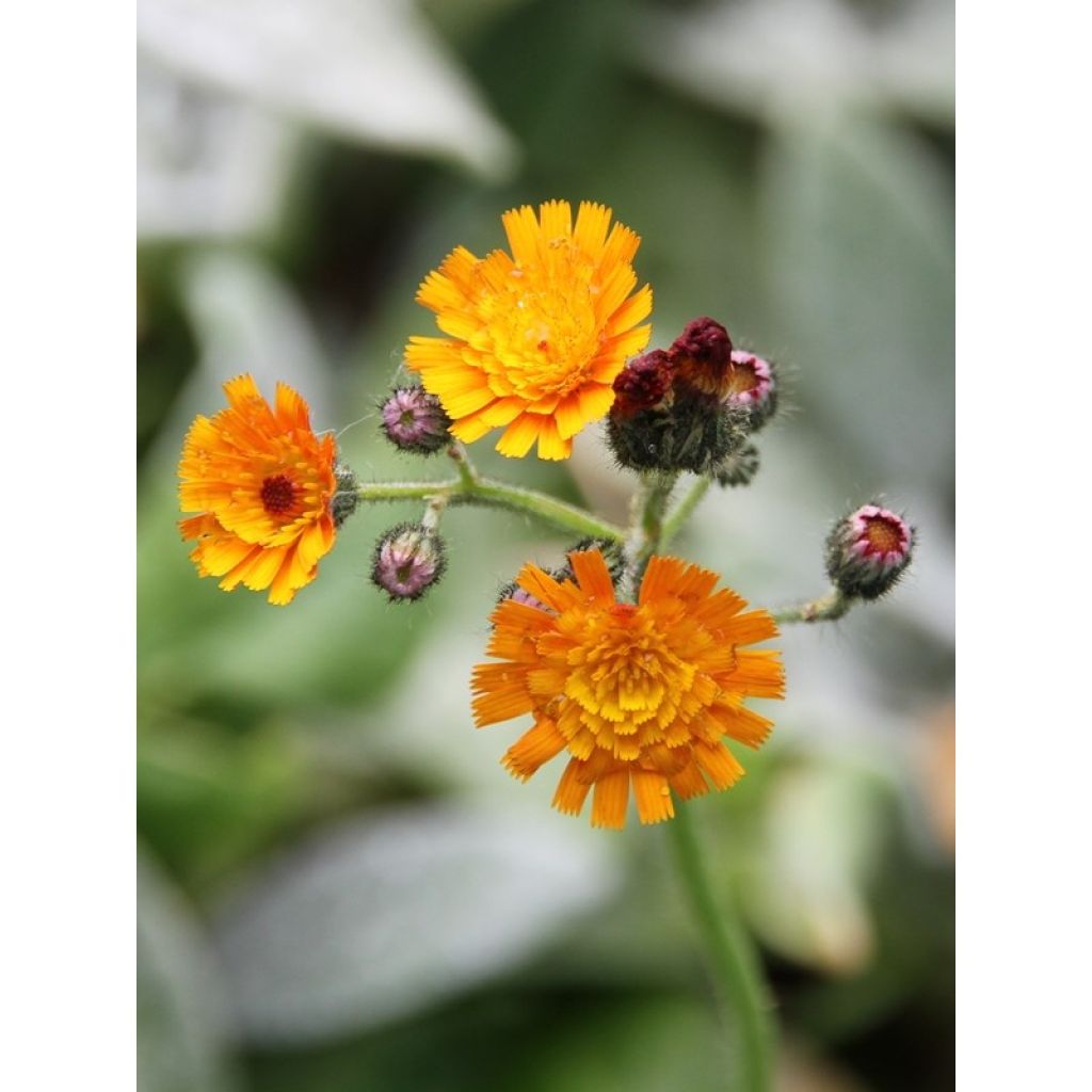 Hieracium aurantiacum - Pelosella aranciata