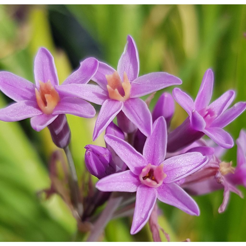 Tulbaghia violacea var. maritima simmleri Himba