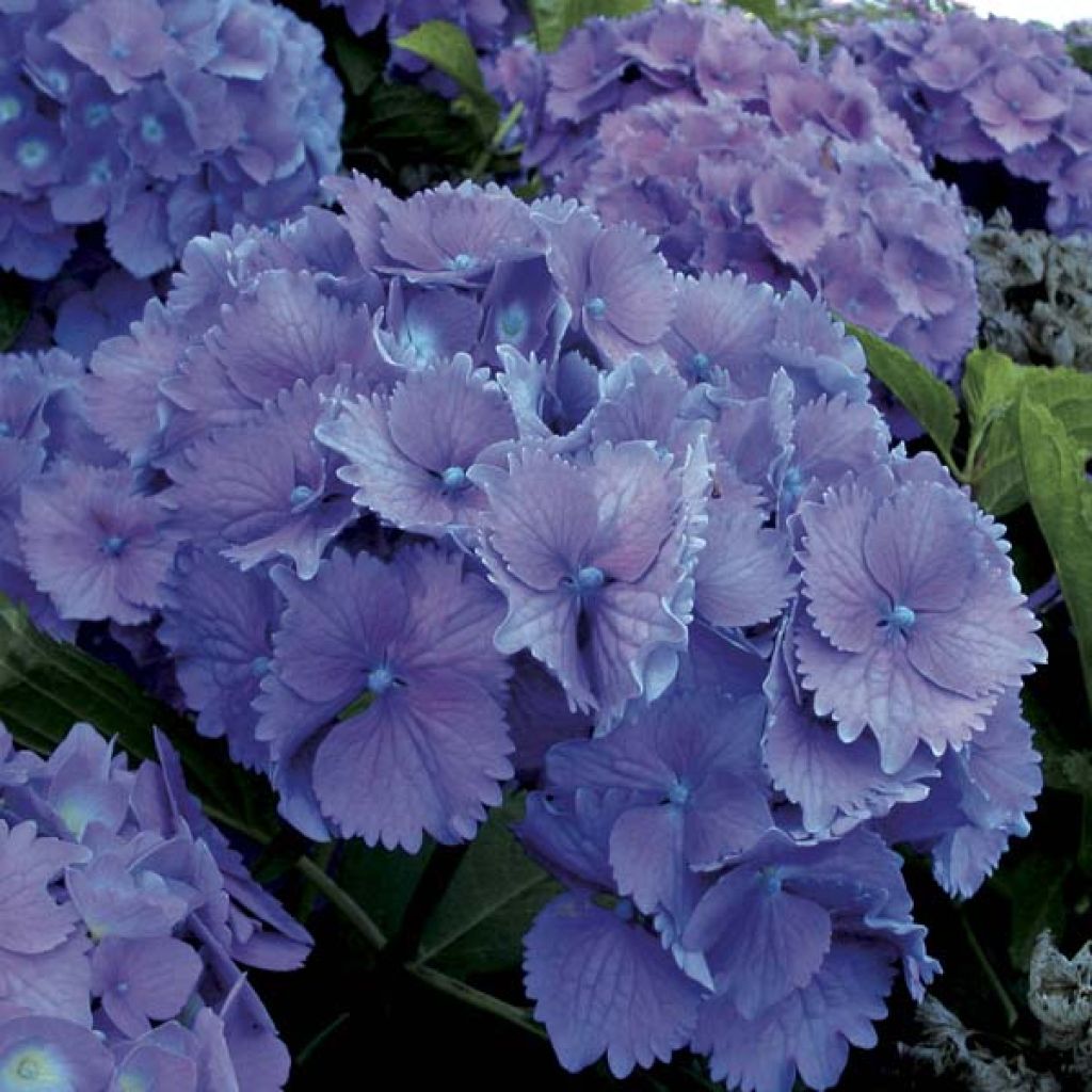 Hortensia - Hydrangea macrophylla Hambourg Bleu