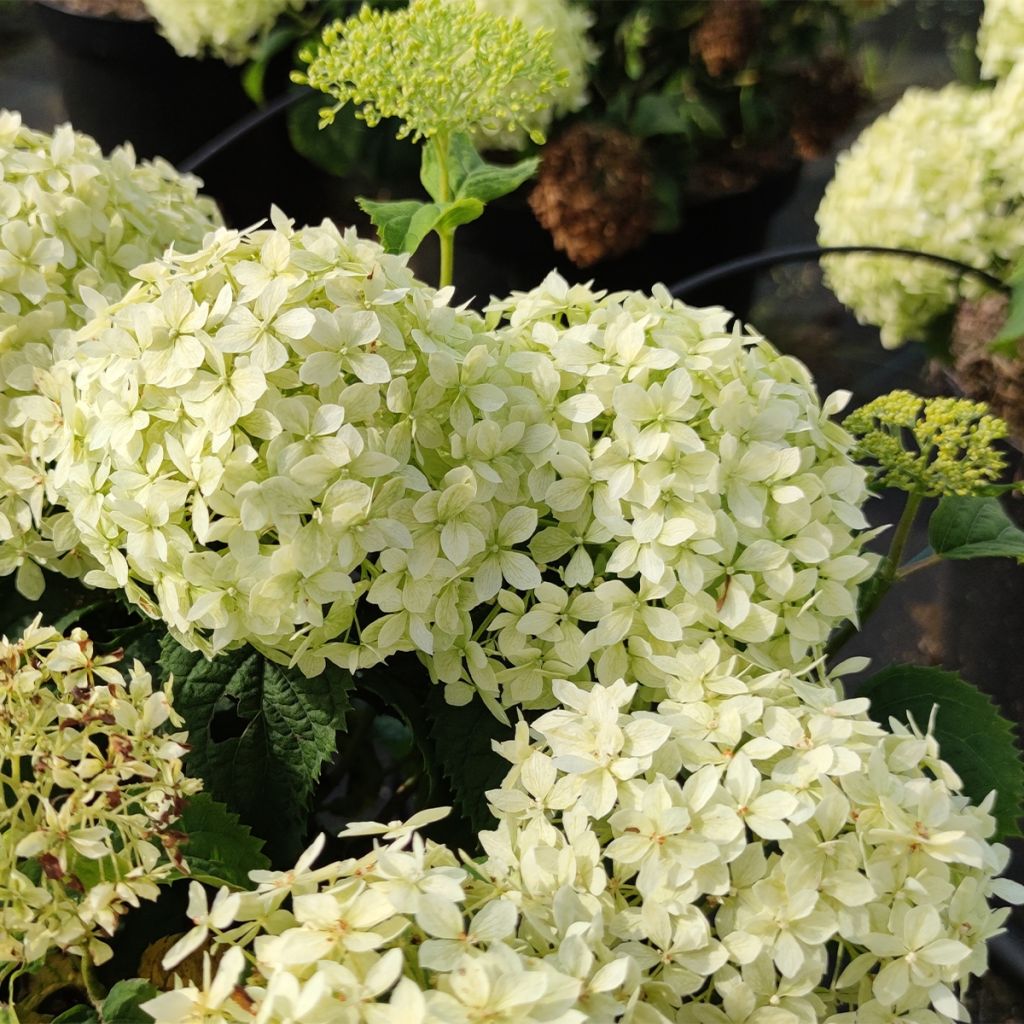 Hortensia arborescens BellaRagazza Limetta