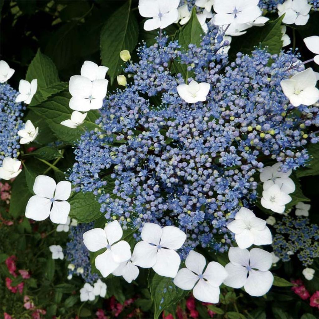 Hydrangea serrata Blue Bird - Ortensia