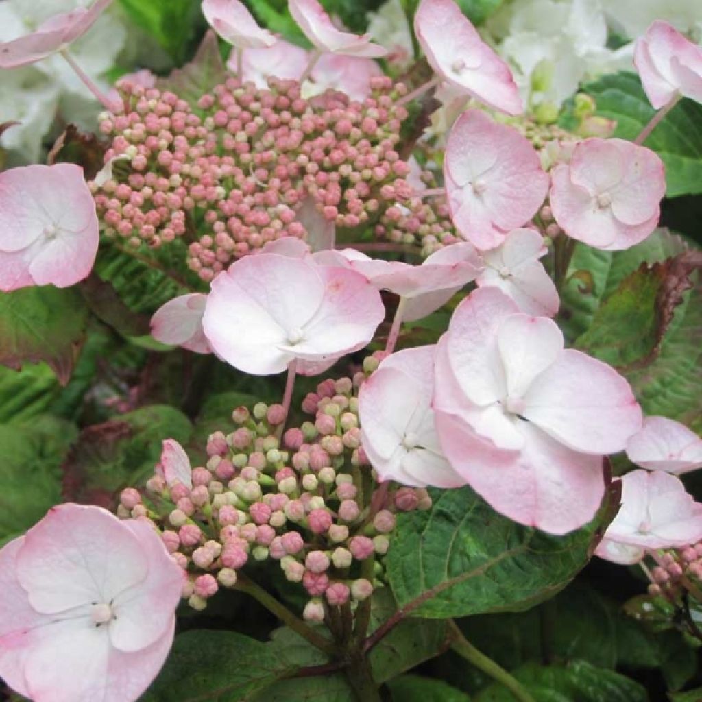 Hortensia - Hydrangea macrophylla Dolce Gipsy®