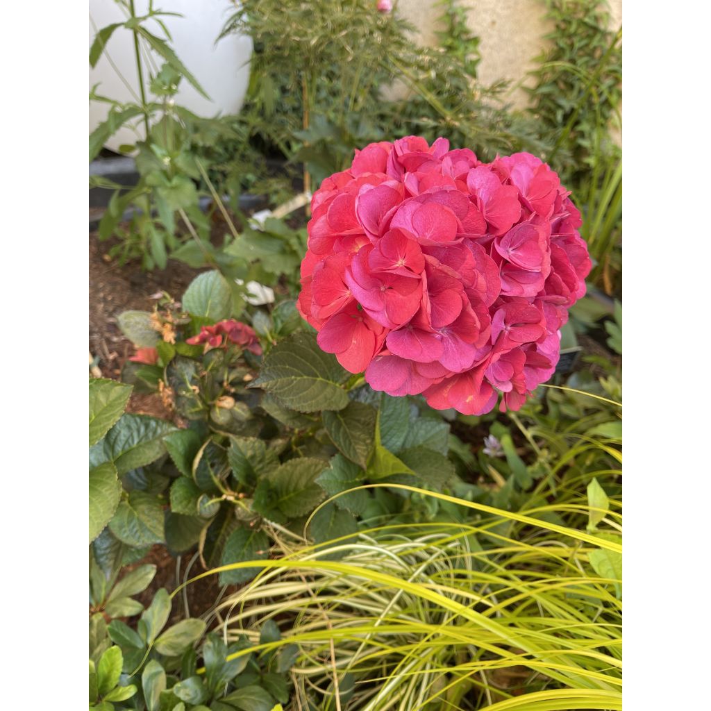 Hydrangea macrophylla Julisa - Ortensia